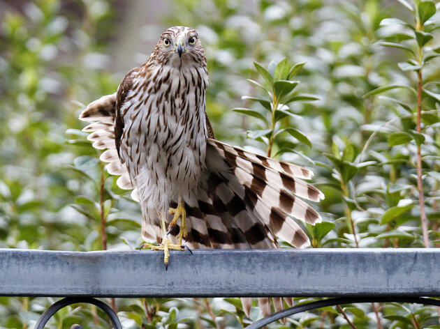 What is That Hawk Doing? 