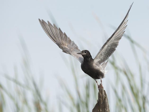 Audubon Urges Support for Bill to Restore Great Lakes