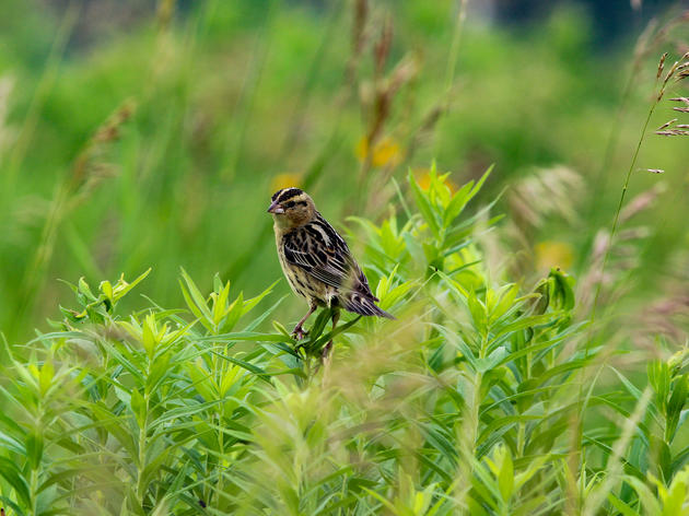  Audubon Disappointed with Passage of HB 6