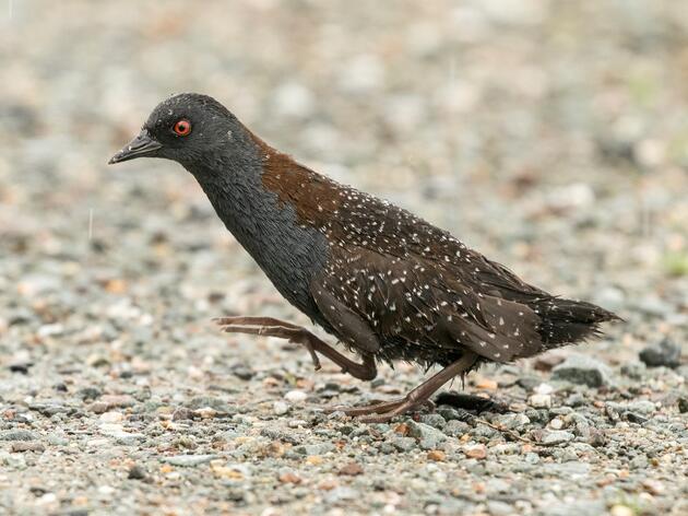 Audubon Great Lakes Statement on Eastern Black Rail Listing Under the Endangered Species Act