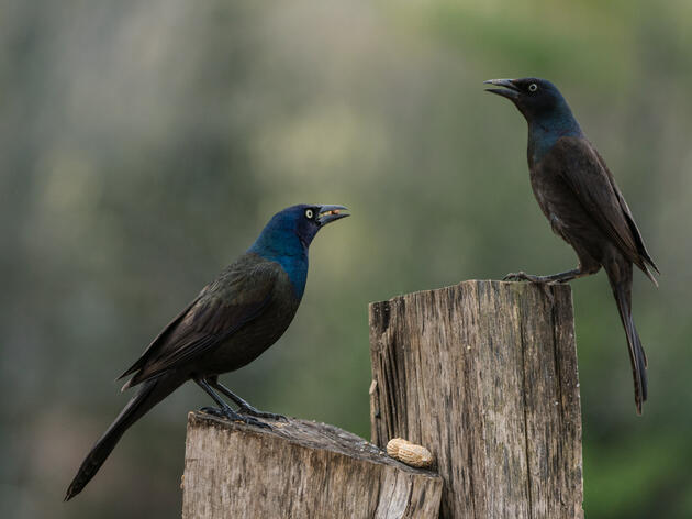 New Study Reveals Common Grackle Predation Threat to Endangered Great Lakes Piping Plovers 