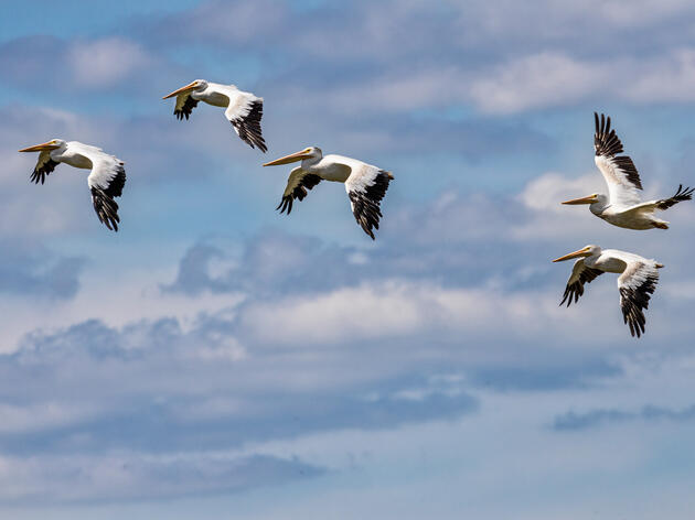Sinnissippi Audubon Spotlight: Celebrating American White Pelicans on World Migratory Bird Day