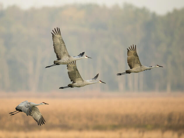 Audubon Great Lakes 2022 Impact Summary 