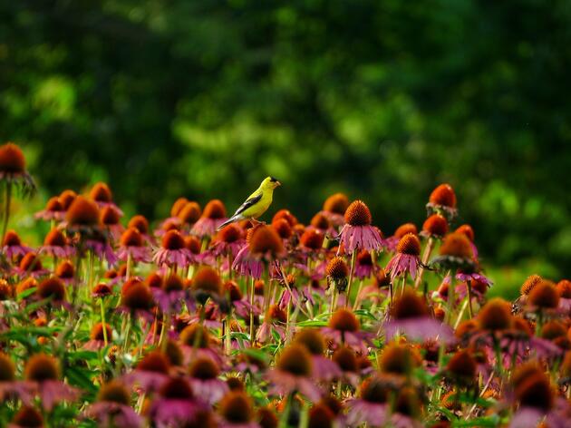 Join Ohio’s 2025 Native Plant Backyard Challenge: Transforming Your Outdoor Space into a Thriving Wildlife Habitat