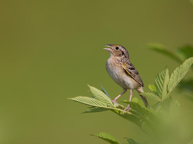 Helping Wisconsin’s Grassland Birds with Audubon Conservation Ranching