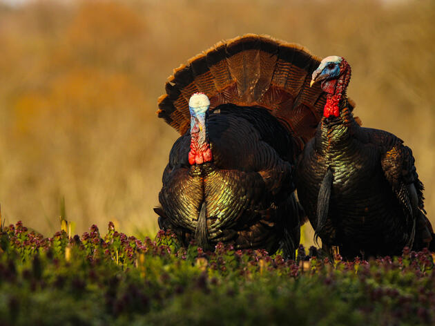 Participate in Wild Turkey Surveys This Summer 