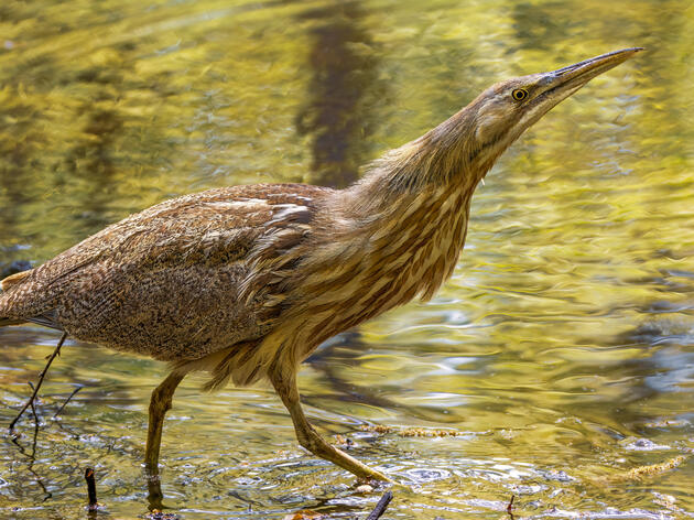 Audubon Great Lakes and Wisconsin Department of Natural Resources Kick Off Wetland Restoration Project in Allouez Bay 