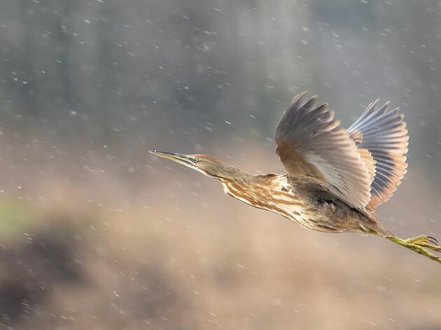 2024 Wins for Great Lakes Birds
