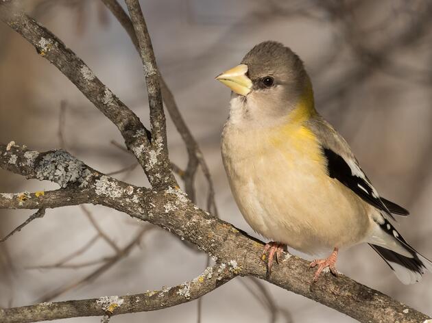 Winter Finch Frenzy
