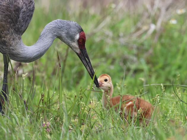 ​A Resurgence in Calumet Wetlands