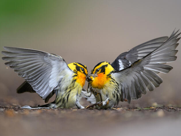 Award-Winning Bird Photography Exhibit Tours Ohio – A Must-See for Nature and Art Lovers 