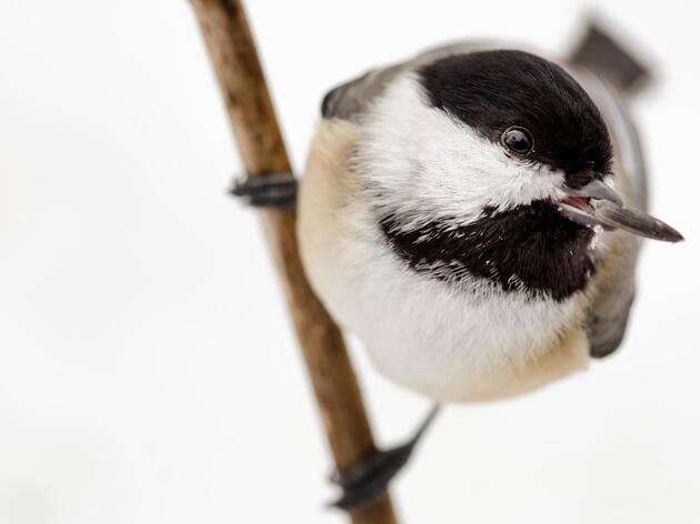 Small Stature, Big Personality: Winter Birds of the Great Lakes