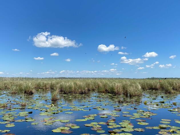 Michigan Budget Includes Critical Funding to Restore Wetlands, A Victory for Wildlife and Communities 