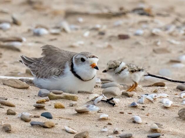 Sharing the Love of Great Lakes Piping Plovers, One Beachgoer at a Time 