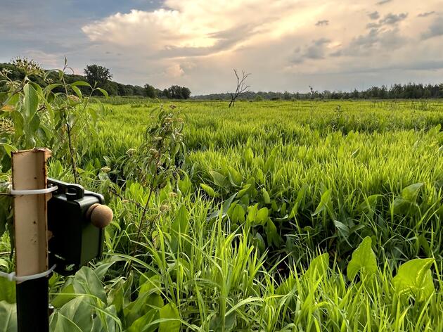 Audubon Great Lakes Uses Groundbreaking Techniques to Monitor Endangered Marsh Birds in Indiana 