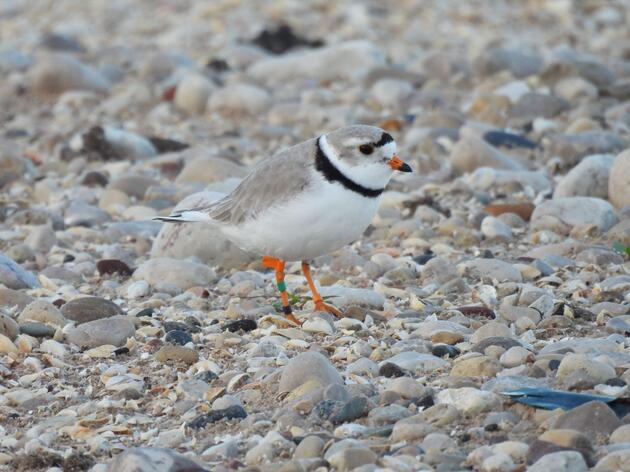 Bands That Tell A Story: How Bird Banding Protects the Great Lakes Piping Plover and More 