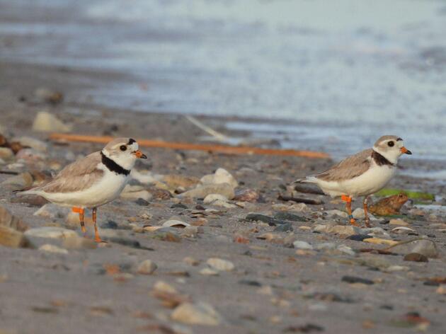 Piping Plovers Nest Successfully in Lower Green Bay for Ninth Consecutive Year; Longtail Point Hosts Endangered Shorebird for Second Season in Recorded History 