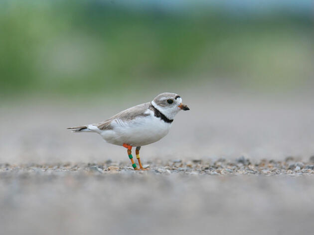 “Ms. Packer” is Back Just in Time for the NFL Draft: Great Lakes Piping Plover Breeding Season Kicks Off in Green Bay