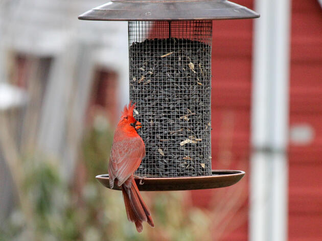 Mysterious Illness Affects Birds in Ohio and Indiana