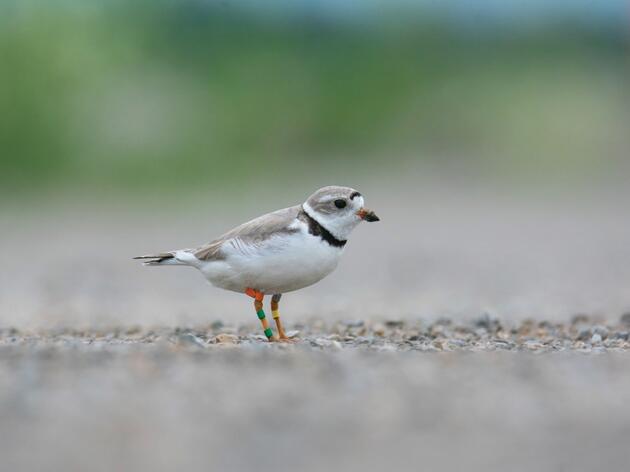 The Story of Ms. Packer the Piping Plover
