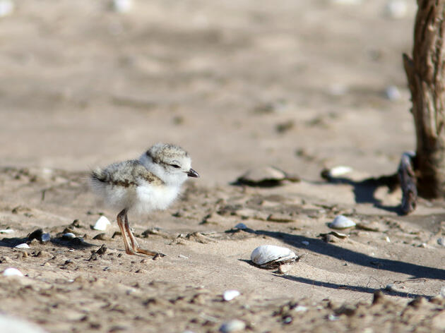 Great Lakes Piping Plover Chicks Banded at Green Bay During a Promising Summer