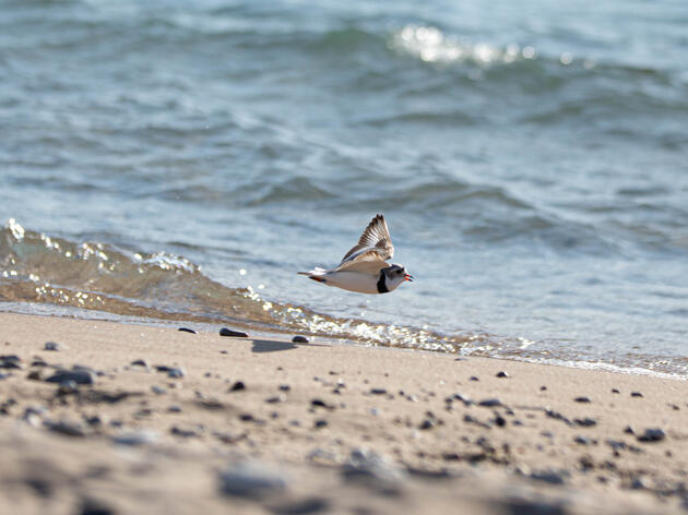 Great Lakes Piping Plovers Have a Record-breaking Breeding Season 
