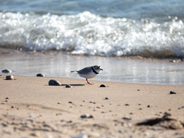 Be a Voice for Birds and the Great Lakes: Public Input Needed on Great Lakes Restoration Planning 