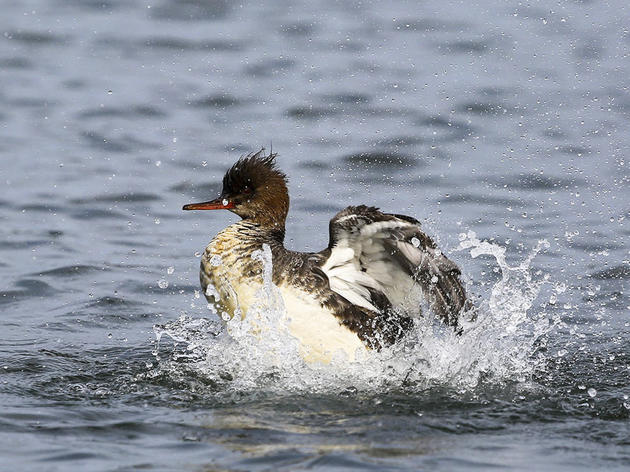Letter to House Natural Resources Subcommittee regarding Invasive Species
