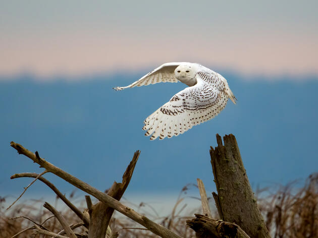 Enchanting Owls: Your Guide to Great Lakes’ Winter Birds