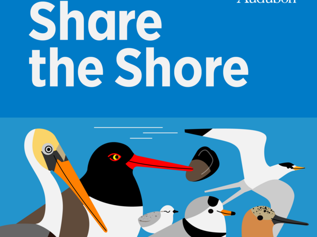Audubon Great Lakes Reminds Beachgoers to #ShareTheShore and Look out for Birds This Summer 