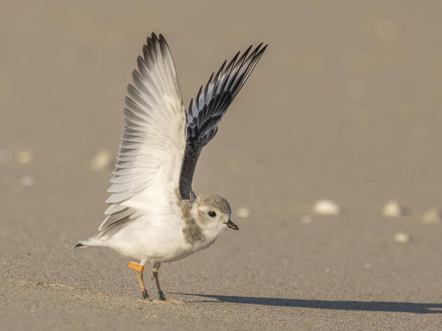 A Hopeful Future: Another Record-Breaking Season for Great Lakes Piping Plovers 