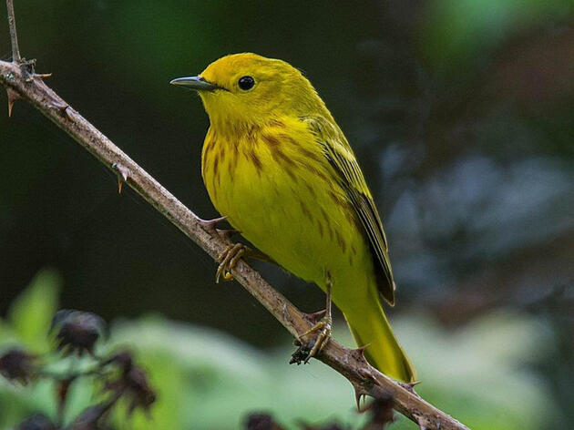 Five Common Warbler Species to spot in the Great Lakes Region