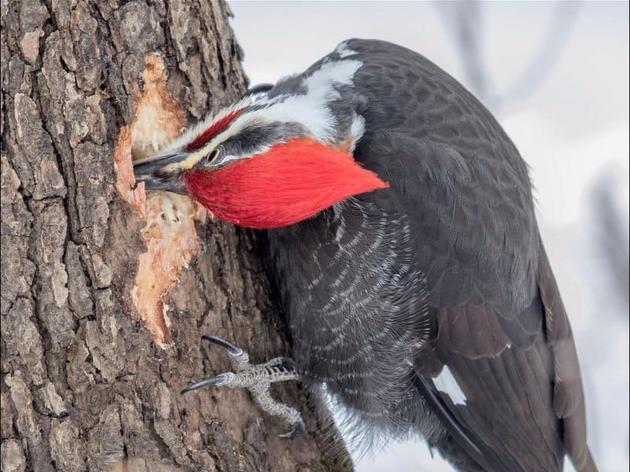 Common Birds of Indiana Checklist 