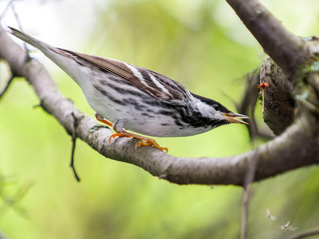 Introducing Audubon's Migratory Bird Initiative—and How You Can Help
