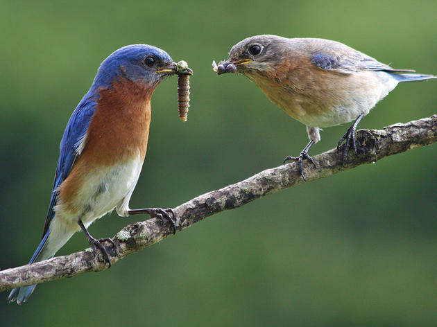 Climate Watch: Watching for Nuthatches or Bluebirds