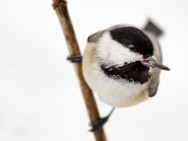 Learn to Bird by Ear