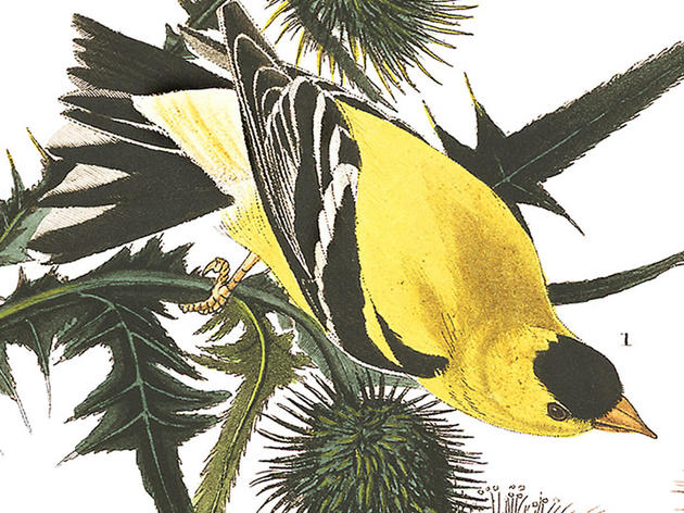 Guide to Birds of Lake County, Illinois