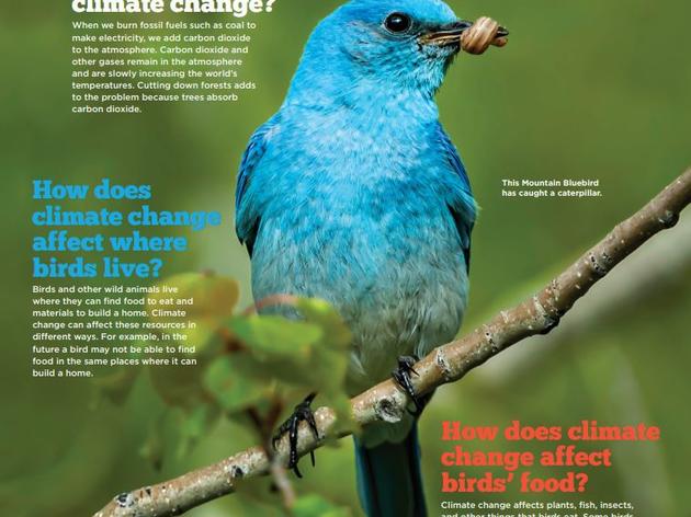 Birds & Climate Change