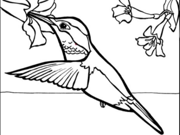 Virtual Coloring - Allen's Hummingbird