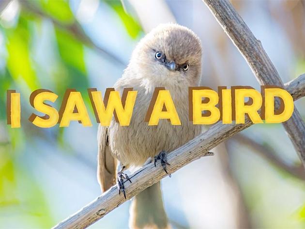 I Saw A Bird: Audubon’s Spring Migration Show