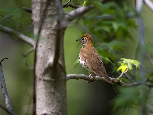 Five Climate-Threatened Birds and How You Can Help Them