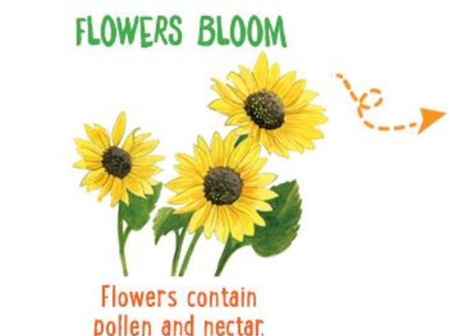 The Pollination Story 