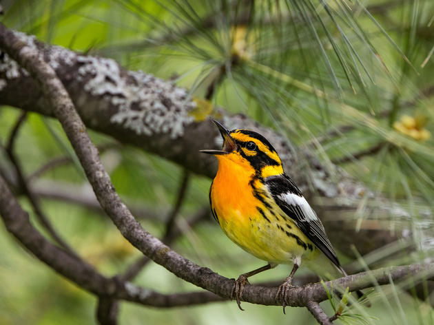 A Field Guide to the Future of North American Birds