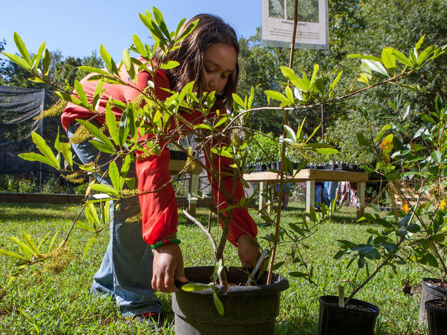 So You Have Your List of Native Plants. Now What?