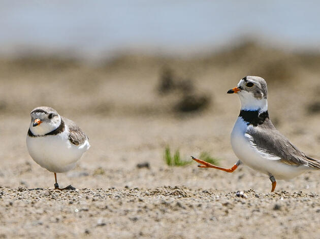 Meet Nish and Nellie, Ohio's First Nesting Piping Plovers In 83 Years 