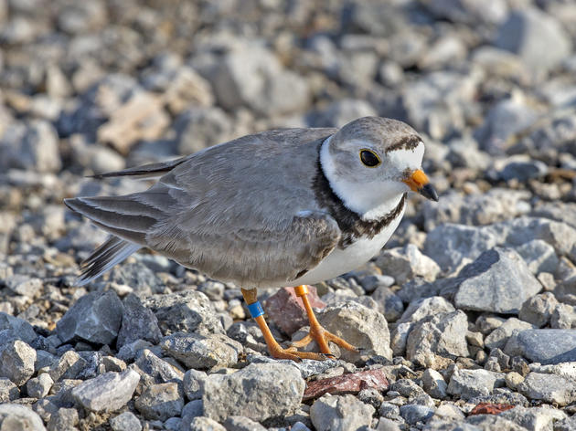 Thanks to Chapter Advocacy, Five Cities in Illinois Declare 2018 the “Year of the Bird”; Putting the Spotlight on the MBTA