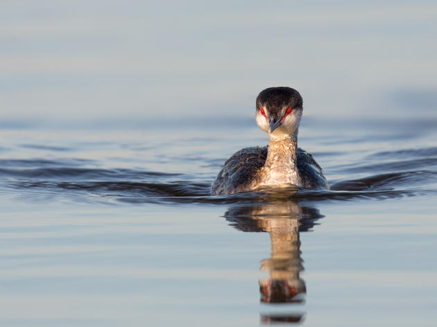 Audubon Great Lakes Supports “BEST” Legislation to Hasten Renewable Energy Storage 