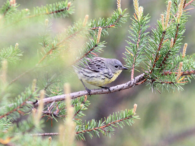 Michigan License Plate Features the Kirtland’s Warbler