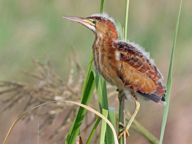 Michigan's SB 1211 a Serious Threat to Wetlands and Bird Habitat
