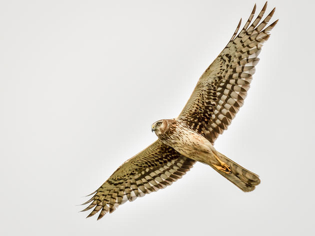 Take Action to Protect the Places Birds Need in Wisconsin